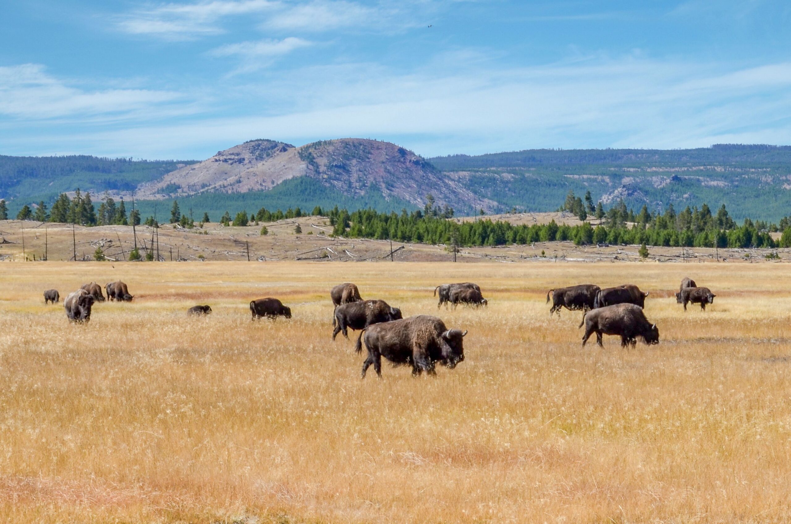 Buffalos in a field on the range.